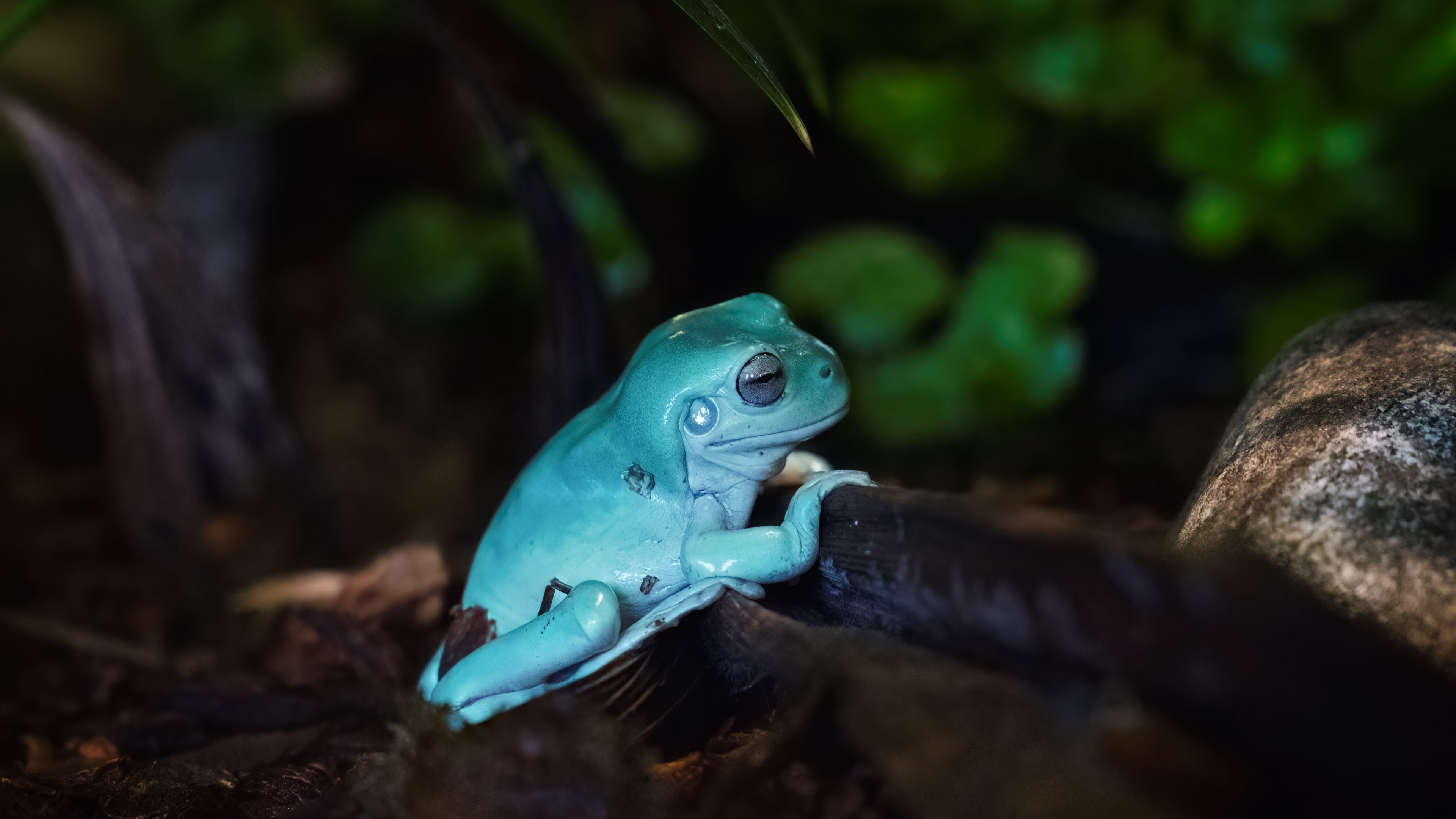 Hellblauer tropischer Frosch